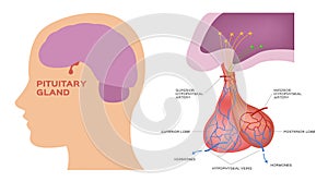 Pituitary gland vector photo