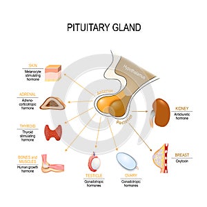 Pituitary hormone photo