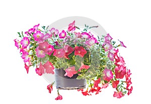 Pitunia flower on white background