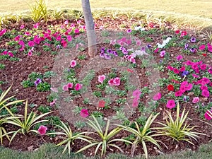 Pituniya  red folwer