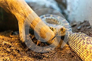 Pituophis melanoleucus, pine snake closeup snake photo