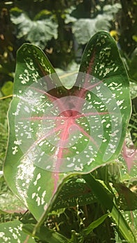 The piture Leaf flower .