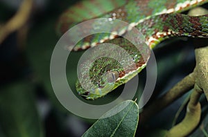 Pitviper