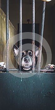 Pity black dog trapped on their cage photo