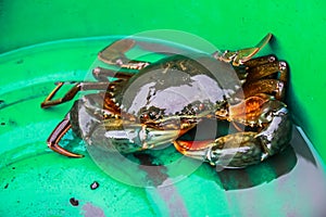 Pity crab photo