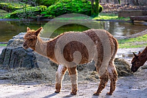 Pivdennoamekatska alpaca in the Andes