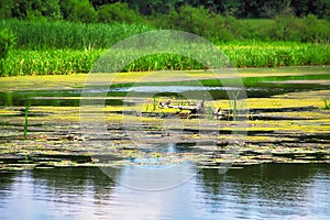 Pivdennyi Buh River Southern Bug or called Southern Buh overgrown with green duckweed,  nymphaea and other algae near Vinnytsia