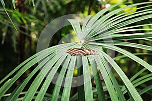 The Piviston palm is an ornament of any room