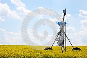 Pivot in Canola Field