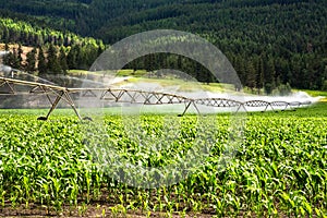 Pivot Irrigation System Watering a Corn Field in the Cluntryside of British Columbia on a Sunny Summer Day