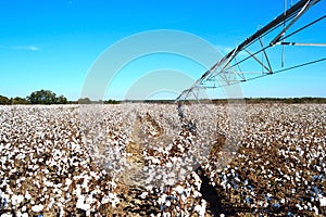 Pivot over Cotton Field Ready for Harvest