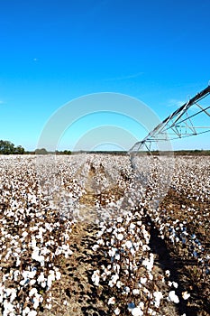 Pivot on Right over Cotton Field Ready for Harvest