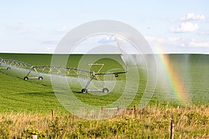 Pivot running in field with beauful rainbow on sunny day