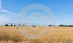 A pivot sprinkler irrigation system.