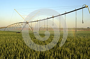 Pivot watering wheat fields