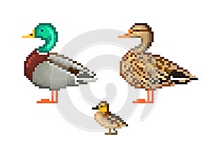 Pixel art duck family set. Duck, drake and duckling.