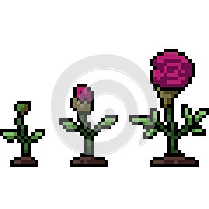 pixel art of rose bloom grow