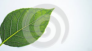 Pixelated Green Leaf on White Background