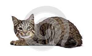 Pixie Bob cat kitten laying down side ways isolated on white background and looking to camera