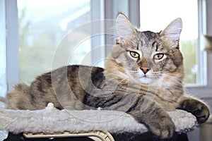 Pixie Bob Cat on Window Seat photo