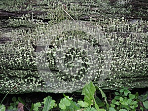 Pixie cup lichen scient. name Cladonia asahinae