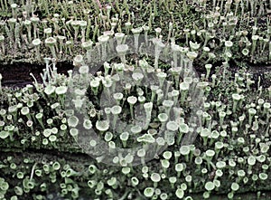 pixie cup lichen scient. name Cladonia asahinae