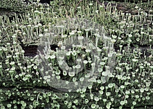 Pixie cup lichen scient. name Cladonia asahinae