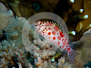 Pixie hawkfish