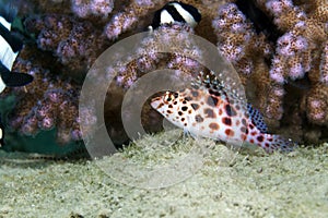 Pixie hawkfish (cirrhitichthys oxycephalus) in the Red Sea.