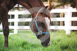 Pixie the quarter horse grazing in the pasture