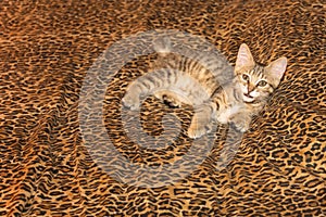 Pixie Bob Kitten on Leopard sheets photo