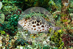 Pixy hawkfish in Ambon, Maluku, Indonesia underwater photo