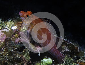 A Pixy Hawkfish Cirrhitichthys oxycephalus on a wreck in Truk