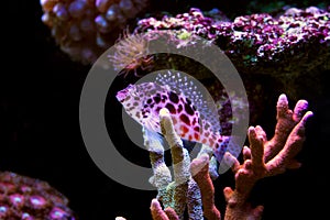 Pixy red spotted Hawkfish - Cirrhitichthys oxycephalus photo