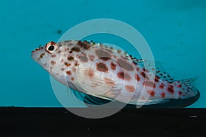 Pixy, Spotted Hawkfish photo