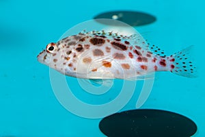 Pixy or Spotted Hawkfish in Aquarium photo