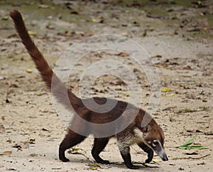 A Pizote with a long tail around Tikal photo