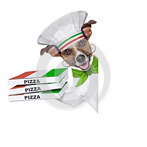 Pizza delivery dog