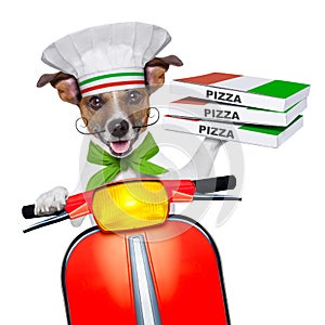 Pizza delivery dog
