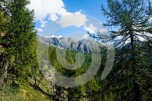 Pizzo Campo Tencia mountain range framed by larch trees