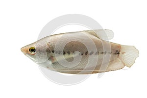 Pla Salit (Trichogaster pectoralis) ,Fresh raw fish on