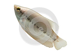 Pla Salit Trichogaster pectoralis ,Fresh raw fish isolated on