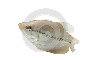 Pla Salit Trichogaster pectoralis ,Fresh raw fish isolated on