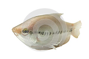 Pla Salit (Trichogaster pectoralis) ,Fresh raw fish isolated on