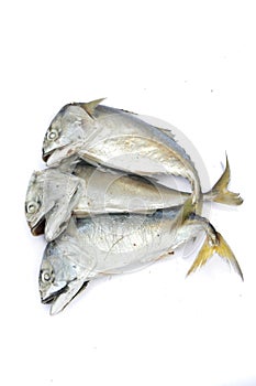 Pla Tuu , Thai mackerel