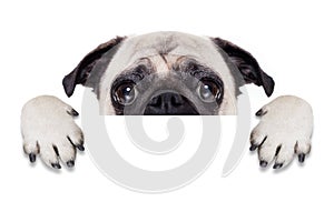 Placard banner dog photo