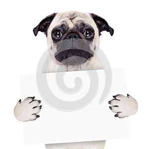 Placard banner dog