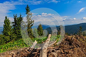 Place of deforestation in the Carpathians, Ukraine