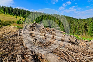 Place of deforestation in the Carpathians, Ukraine