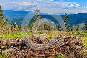 Place of deforestation in the Carpathians, Ukraine